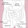 a1_digestive_colon_and_rectum.png