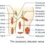 accesory_obturator_nerve.jpg
