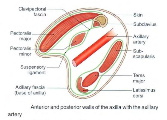 axilla-walls.jpg