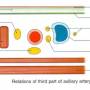 axillary-artery-third-low.jpg