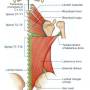 back-muscles-deep.jpg