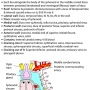cavernous_sinus_coronal_view.png