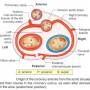 coronary-arteryorigin.jpg