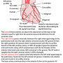 coronary_arteries.png