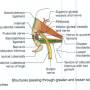 greater_and_lesser_sciatic_notch.jpg