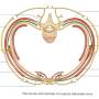 intercostal_nerve.jpg
