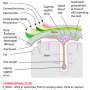 scalp-coronal_section.png