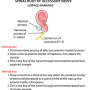 spinal_root_of_acessory_nerve.png