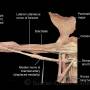 arm-anterior_-coracobrach.jpg