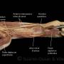 forearm-anterior_-deep_layer.jpg