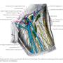 superficial_dissection_of_front_of_thigh.jpg
