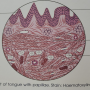 anterior_part_of_tongue.png