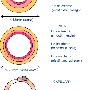 arteries_and_vein_histology_compare.gif