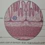 pyloric_part_of_stomach.png