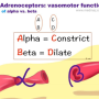 adrenoreceptor_functn_mnemx.png