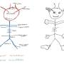 circle_of_willis_-_2.jpg